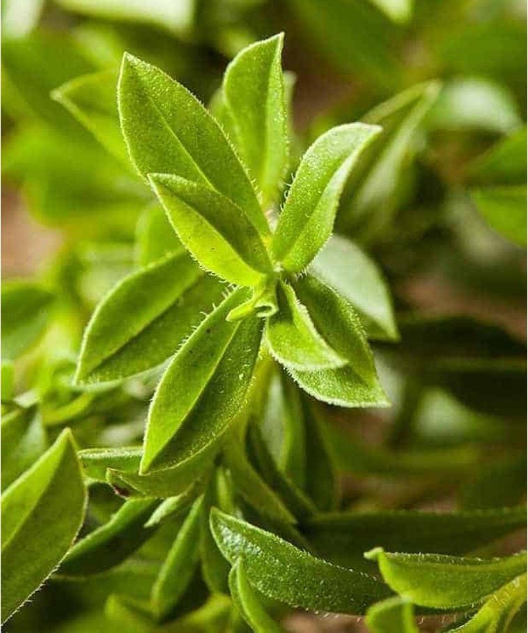 Ajedrea