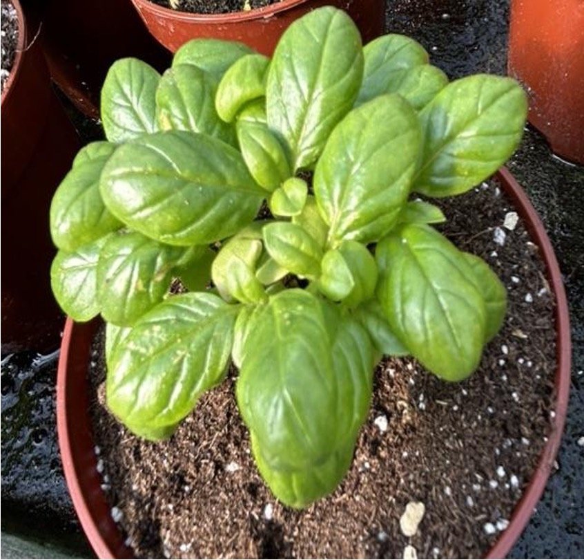 Albahaca