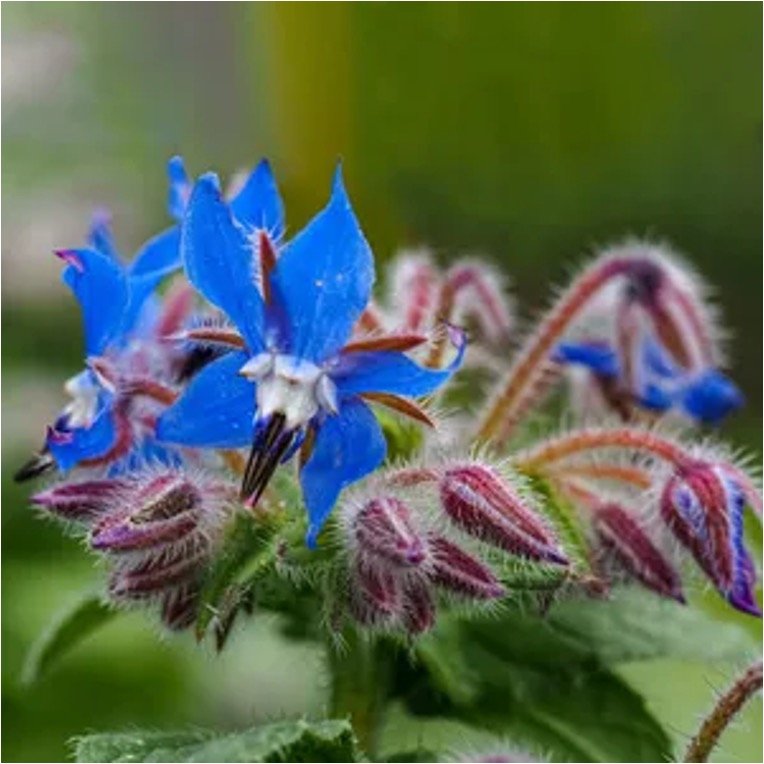 Borraja