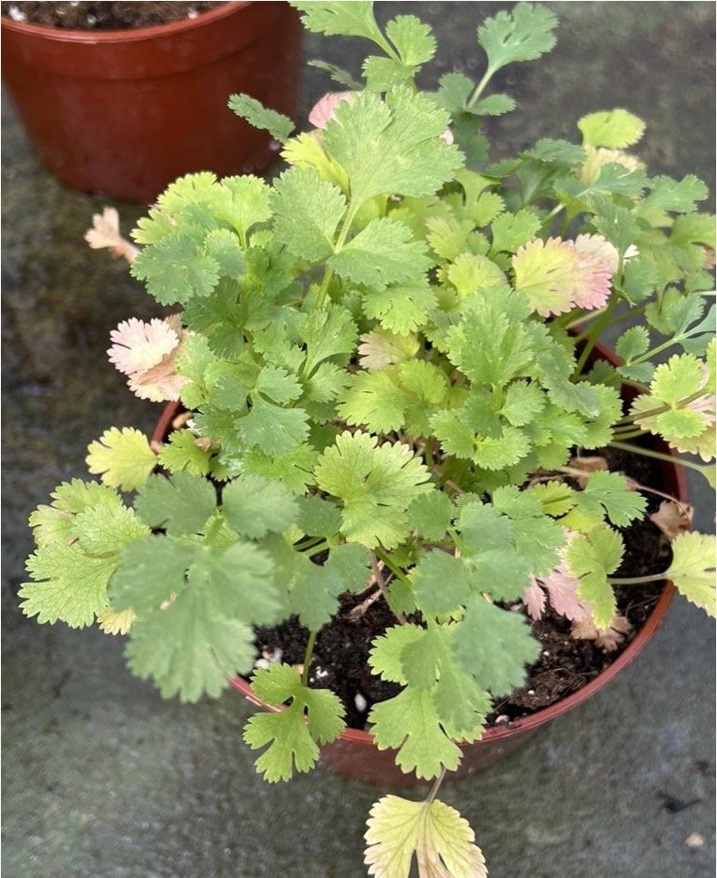 Cilantro