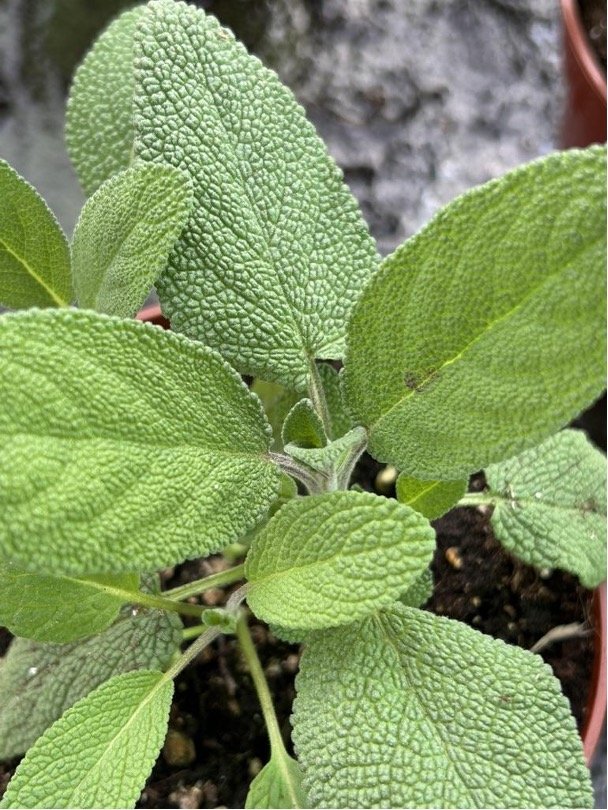 Salvia