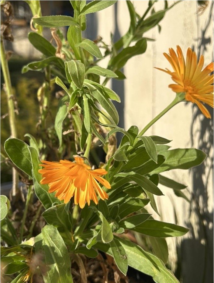 calendula