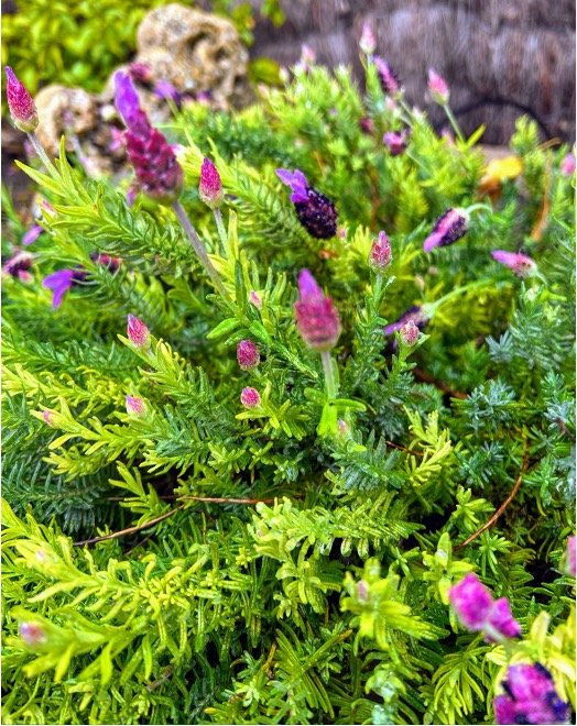 lavanda