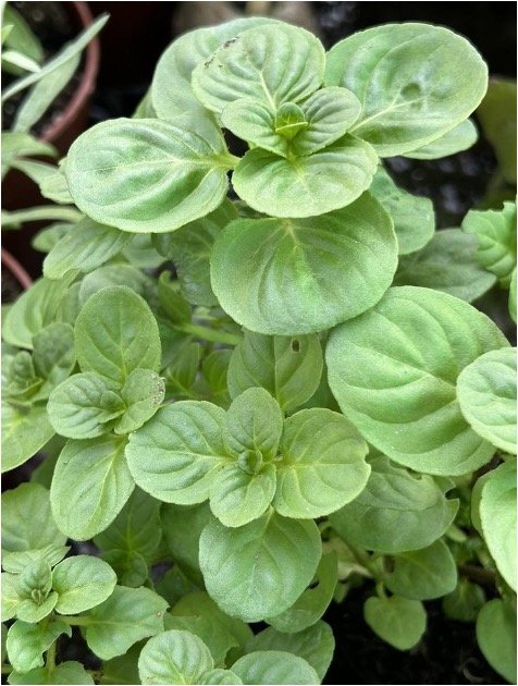 menta