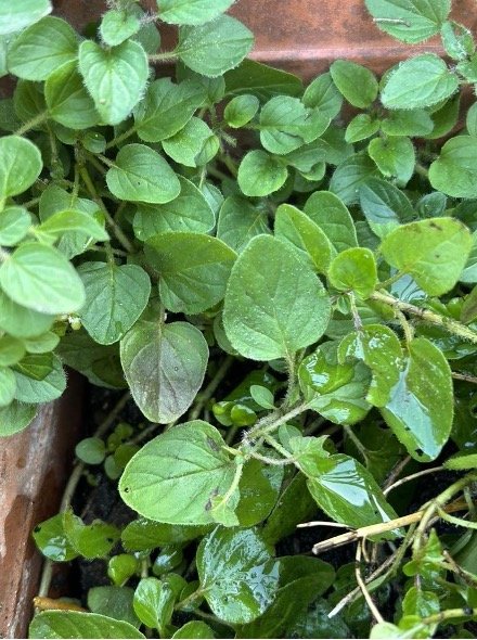 oregano